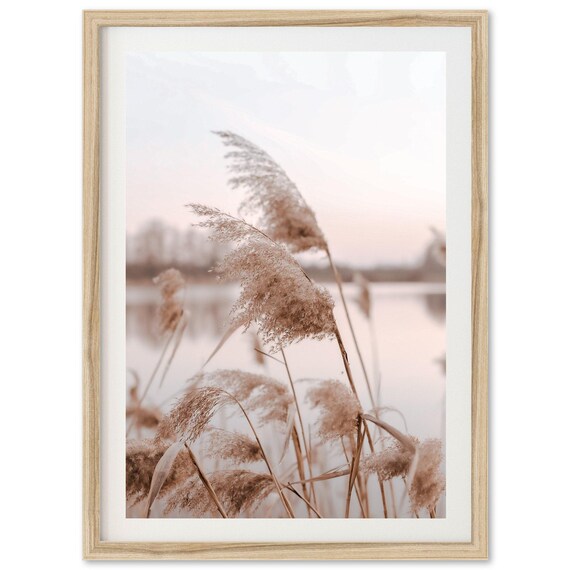Pampas Grass At Dusk Lake Soft Neutral Botanical Photography Poster