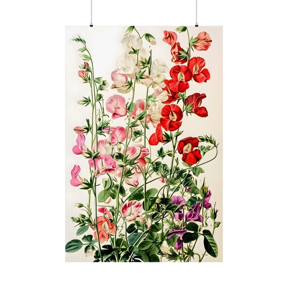 Red White Pink Sweet Pea Garden Botanical Floral Art Print Bloom
