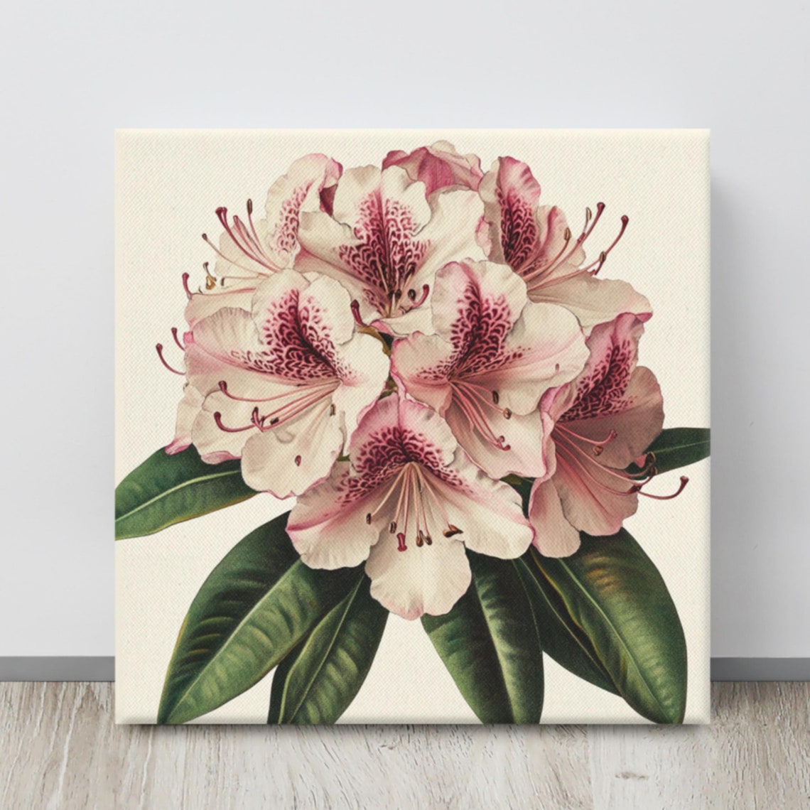 Pink Rhododendron Blossoms Vintage Botanical Painting Print Poster