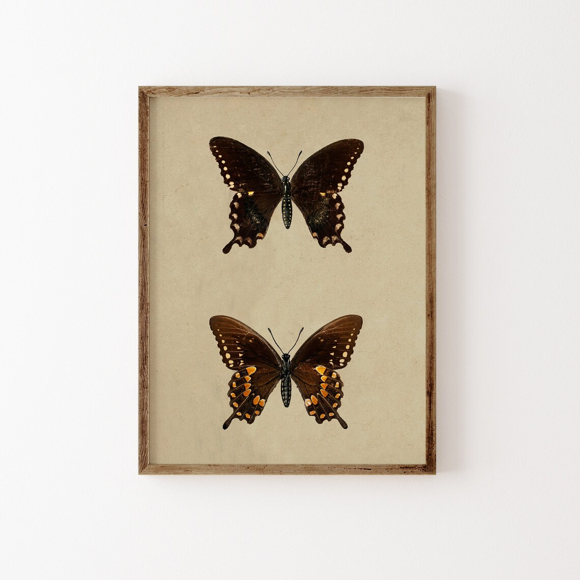 Moth And Butterfly Vintage Farmhouse Art Print - Image 2