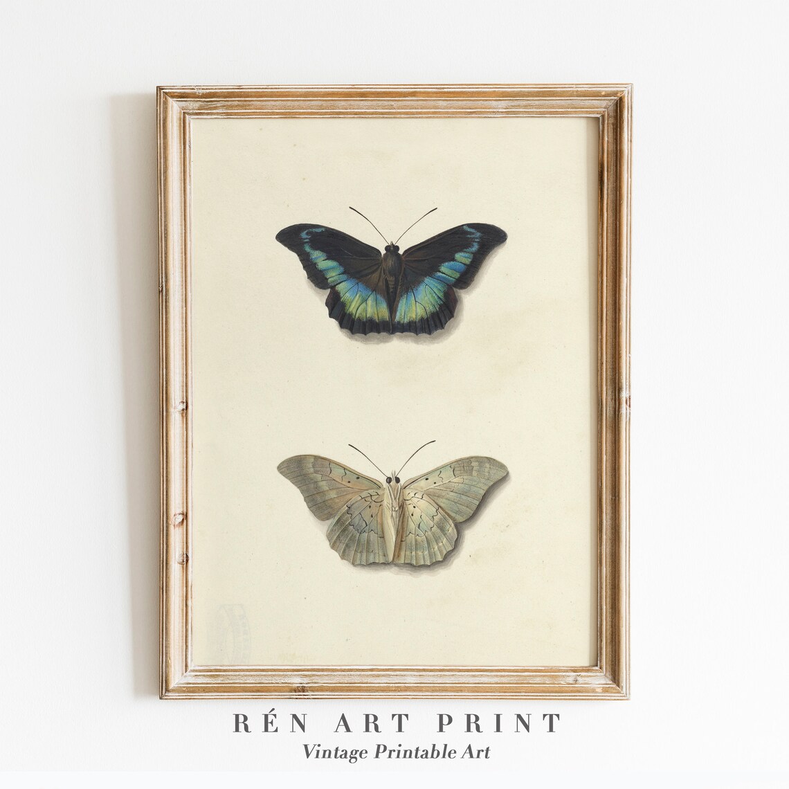 Vintage Butterfly Drawing, Antique Insect Study Art Print