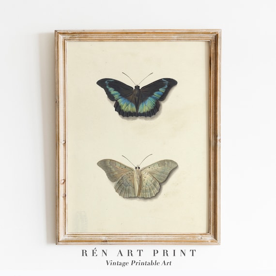Vintage Butterfly Drawing, Antique Insect Study Art Print