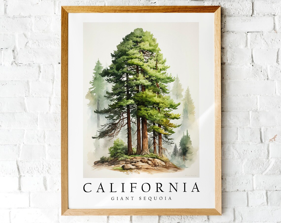 California Giant Sequoia Redwoods Misty Forest Watercolor Poster