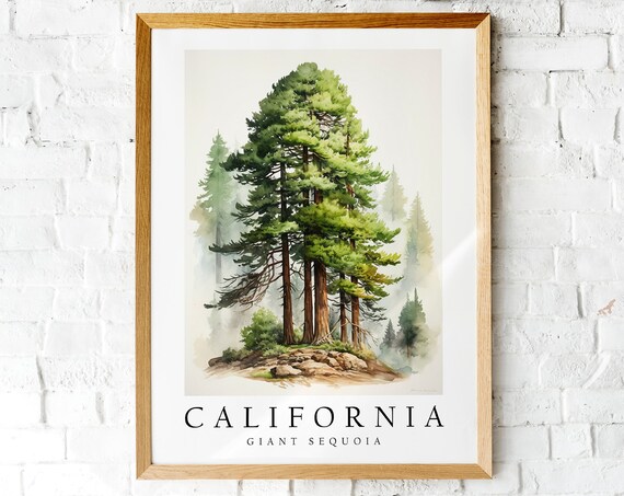 California Giant Sequoia Redwoods Misty Forest Watercolor Poster