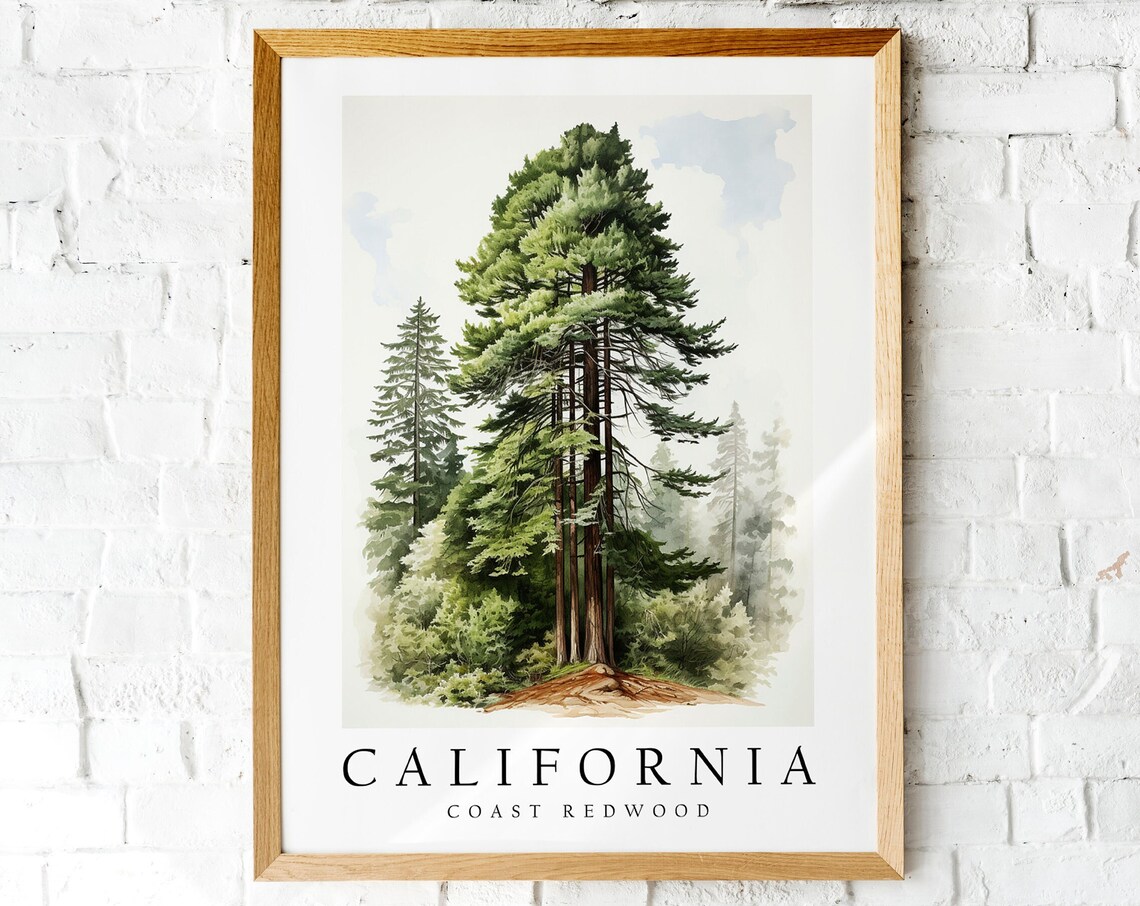 Coast Redwood State Tree Poster Print, Nature Decor