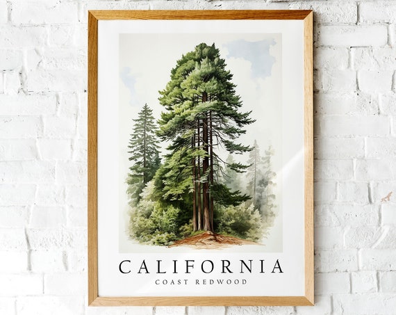 Coast Redwood State Tree Poster Print, Nature Decor