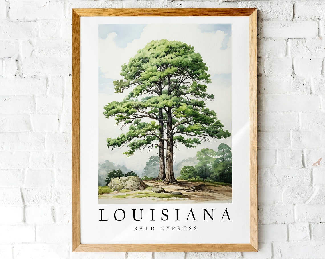 Louisiana Bald Cypress State Tree Botanical Watercolor Poster
