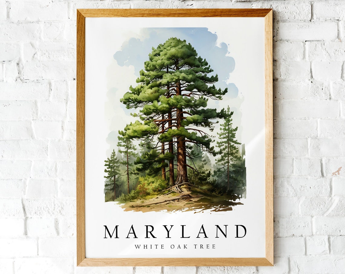 Beautiful Maryland State Tree White Oak Watercolor Botanical Poster