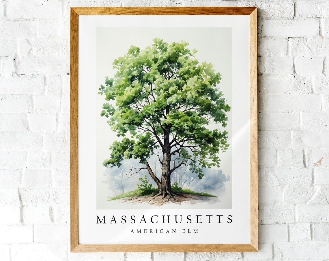 Massachusetts American Elm Watercolor Tree Botanical Art Poster