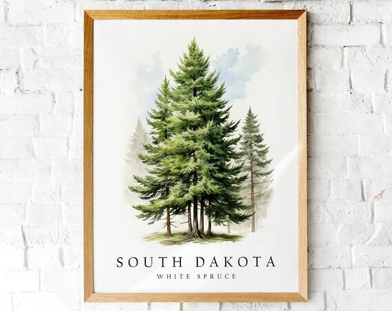 South Dakota White Spruce State Tree Evergreen Botanical Art Print