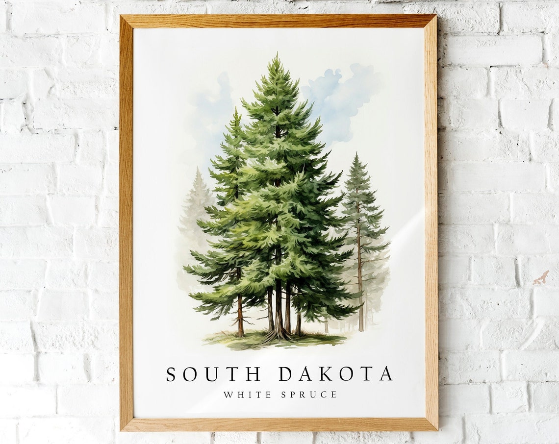 South Dakota White Spruce State Tree Evergreen Botanical Art Print