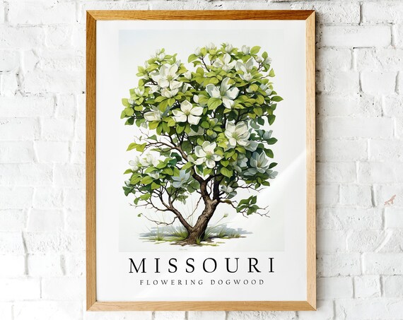 Missouri Flowering Dogwood State Tree White Bloom Botanical Art Print