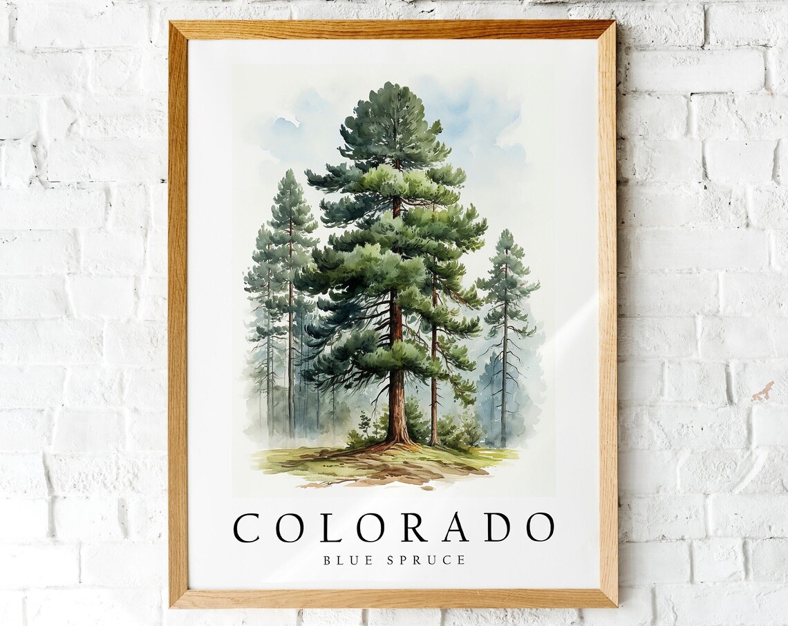 Blue Spruce, The State Tree Of Colorado Art Print