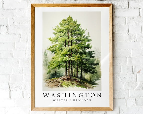 Western Hemlock The State Tree Of Washington Poster Print Wall Dcor