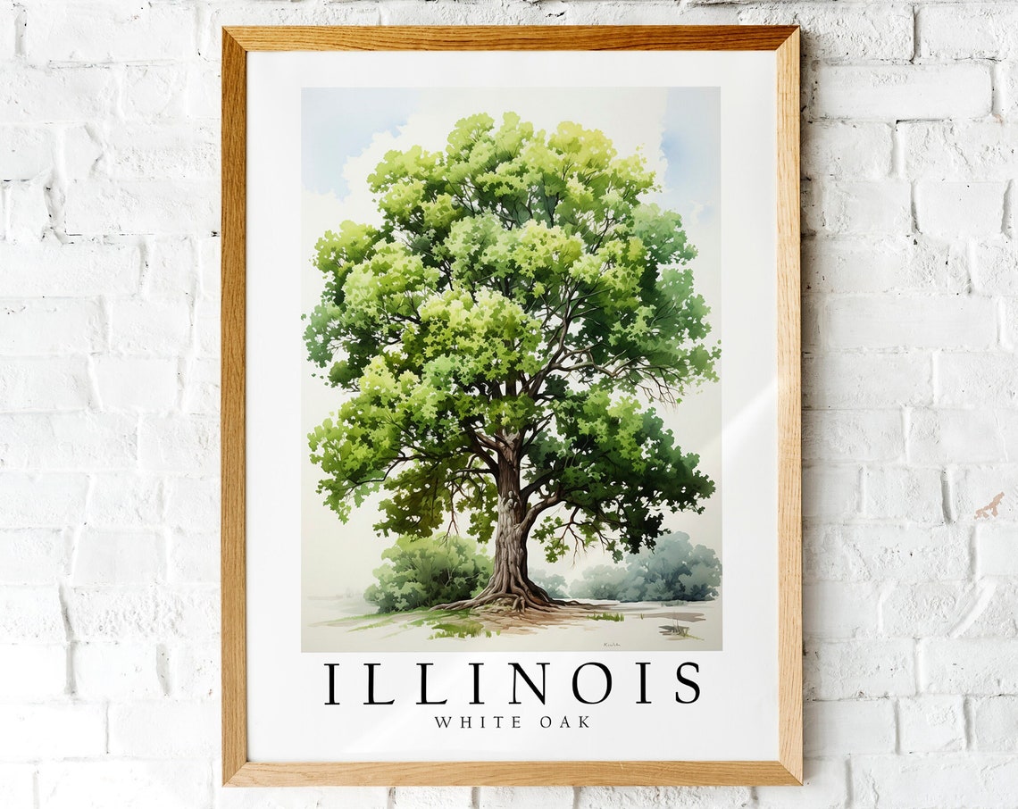 Illinois White Oak State Tree Watercolor Botanical Art Poster