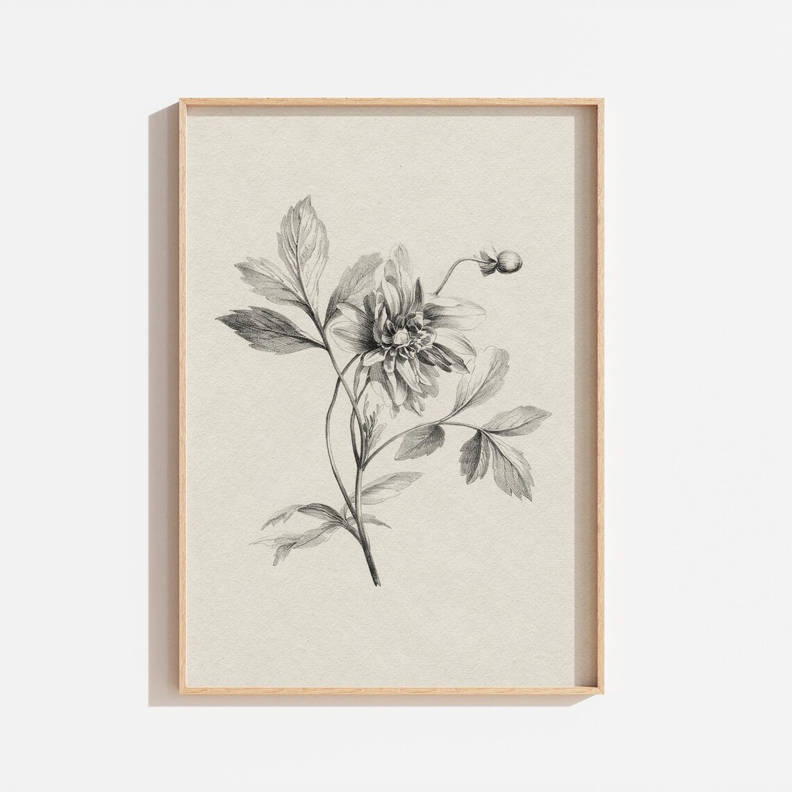 Vintage Black White Botanical Engraving Flower Sketch Neutral Wall Art