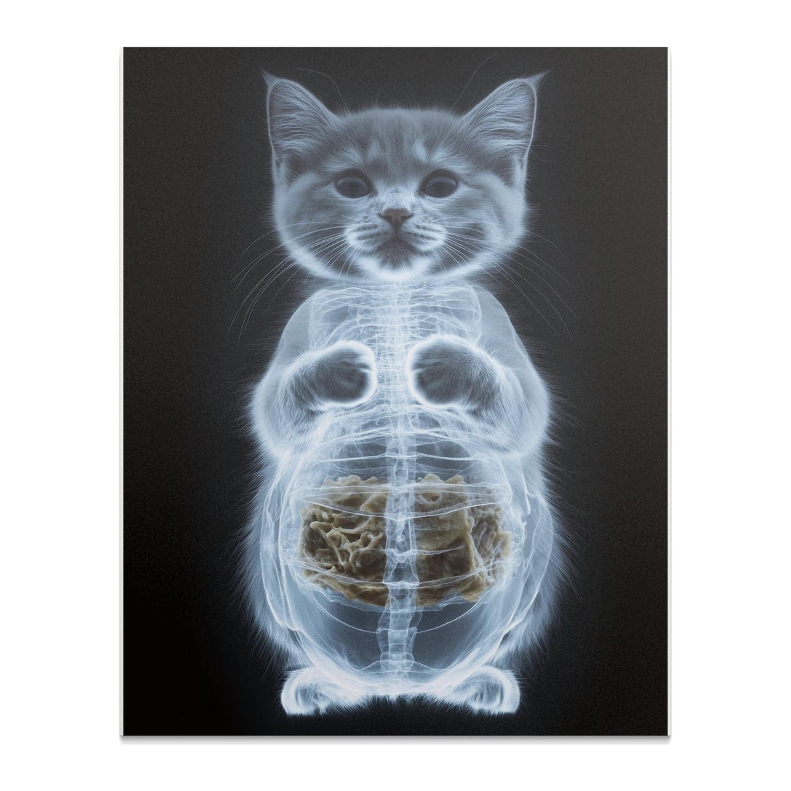 Cute Kitten X Ray Skeleton Anatomy Glowing Black Background Art Poster - Image 3