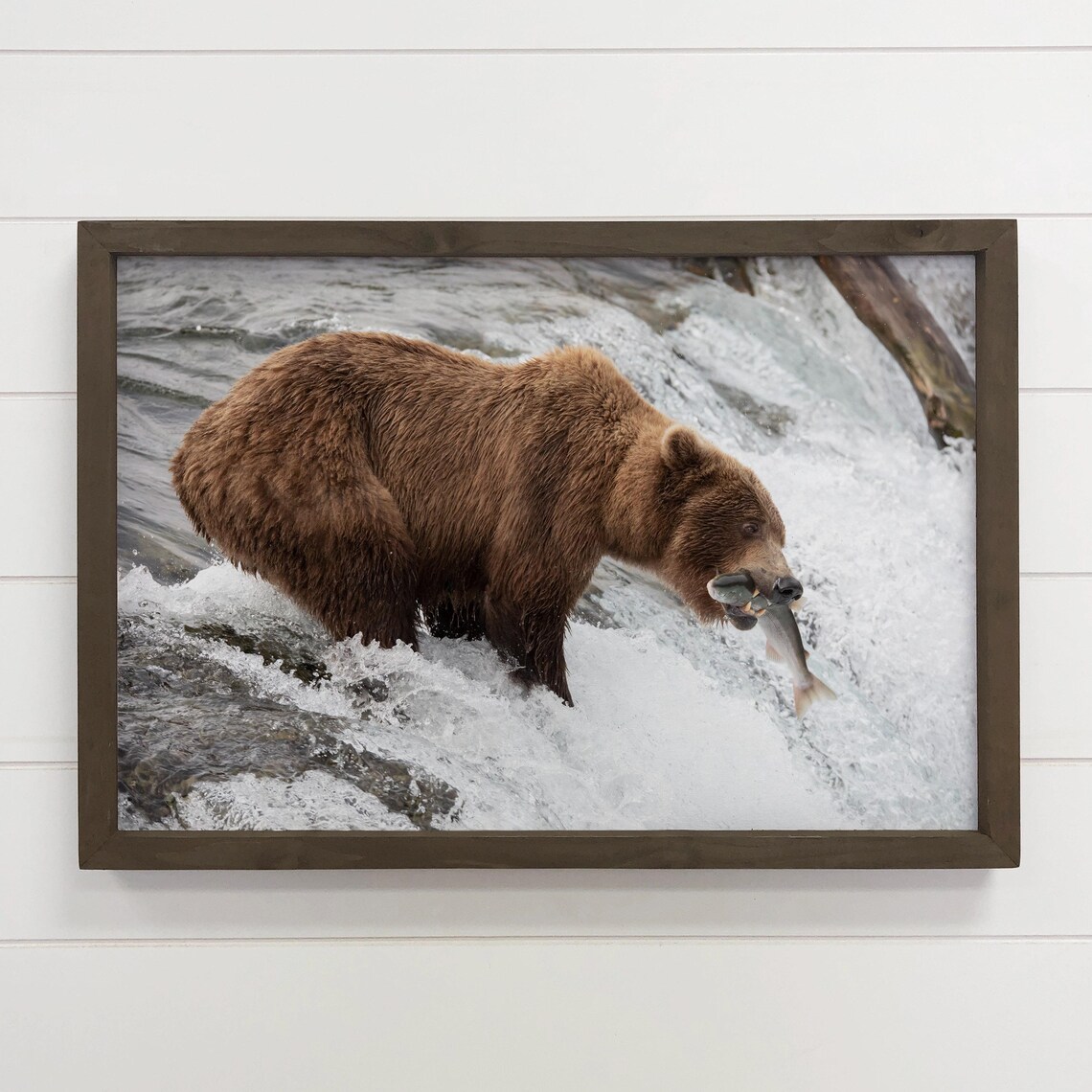 Brown Bear Fishing Art Print, Wildlife Photography