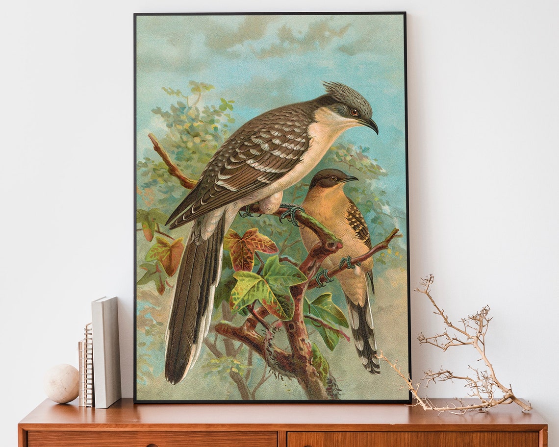Two Cuckoos Perched on Leafy Branch Vintage Naturalist Bird Art Poster