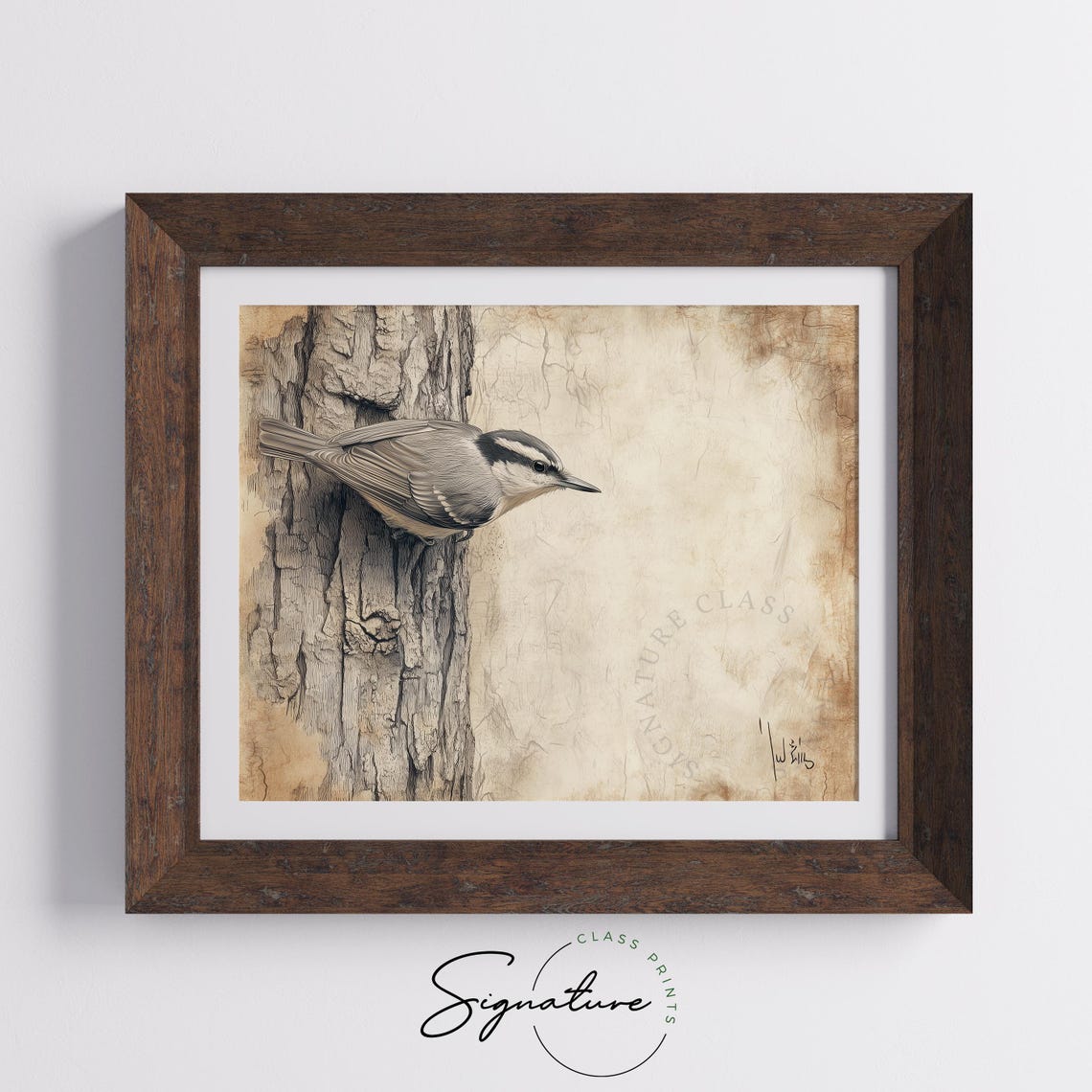 Nuthatch Bird Climbing Tree Trunk In Sepia Sketch Style Poster - Image 5