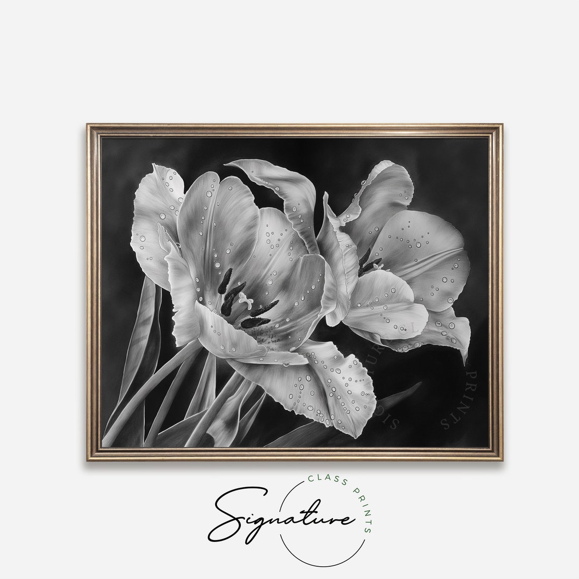 Tulips With Morning Dew Dramatic Black Close Up Bloom Floral Poster - Image 4