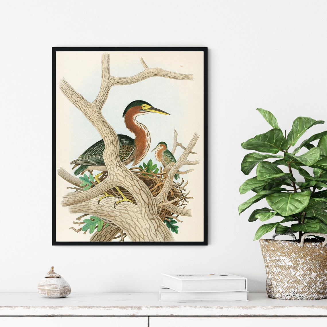 Green Heron Pair Nesting in the Branches Vintage Bird Art Poster - Image 3