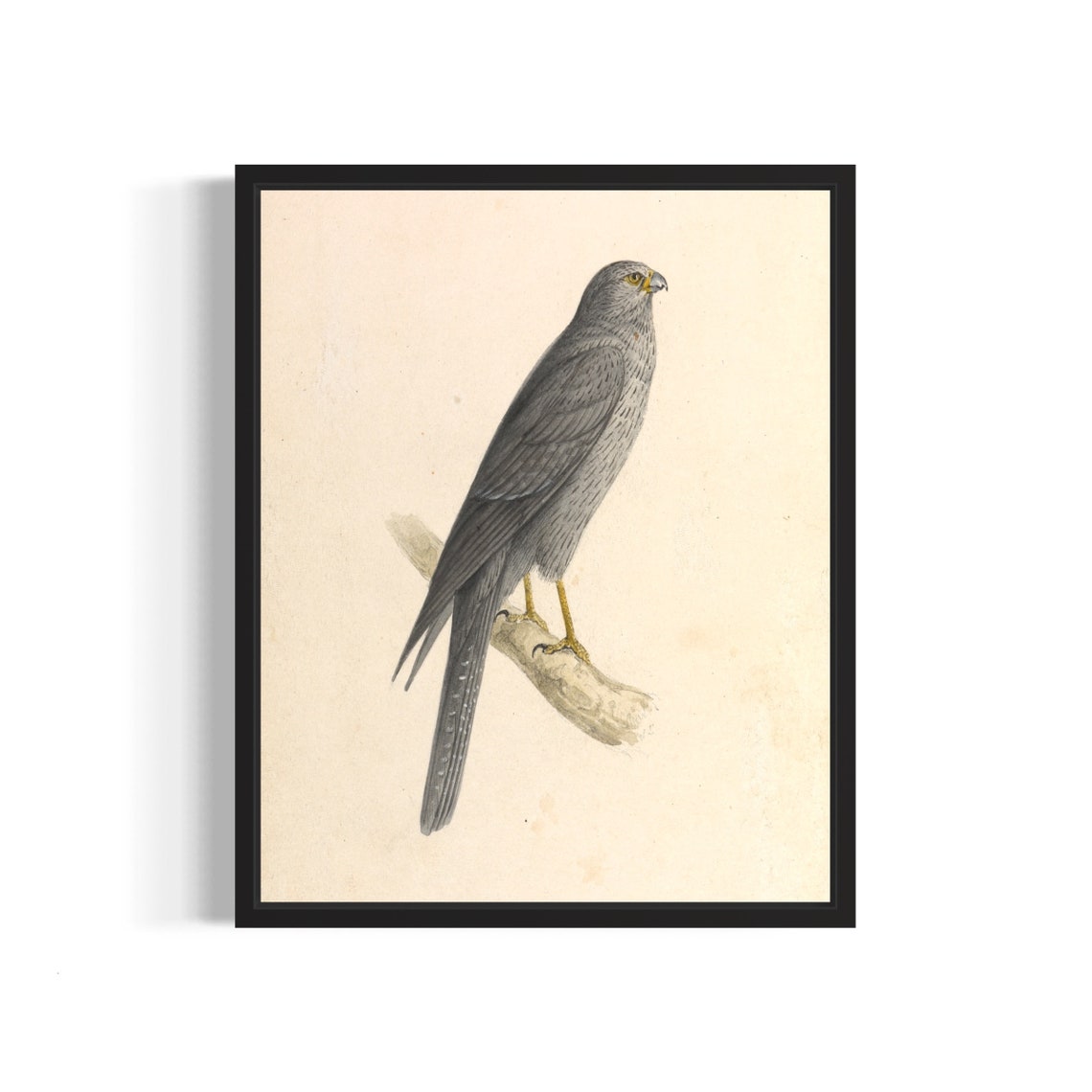 Sooty Grey Falcon Perched on Branch Vintage Wildlife Art Print