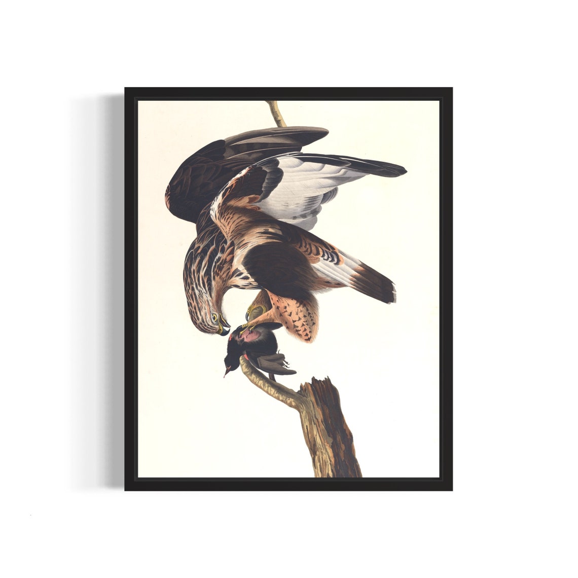 Rough Legged Hawk Mantling Caught Prey Vintage Wildlife Art Print