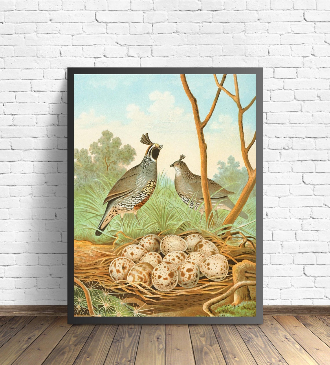 California Valley Quail Pair Guarding a Nest of Speckled Eggs Poster - Image 2