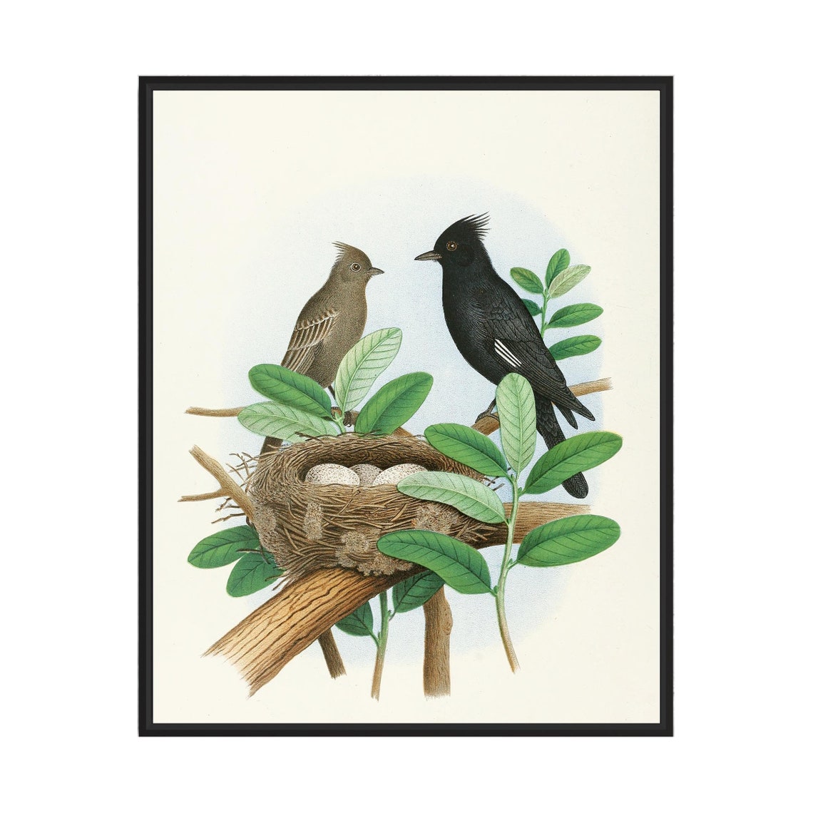 Black Crested Flycatcher Pair at Nest Vintage Bird Art Poster