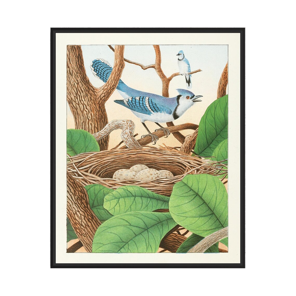 Blue Jay Pair at Their Nest With Eggs Vintage Bird Art Poster