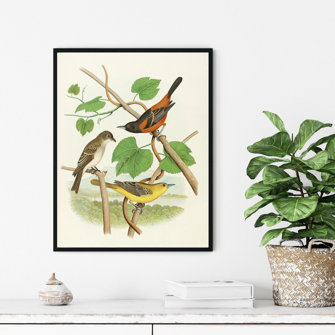 Orchard Oriole Pair With Wood Pewee Grapevine Vintage Bird Art Poster - Image 3