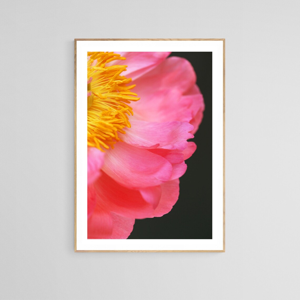 Peony Photograph, Floral Botanical Art Print