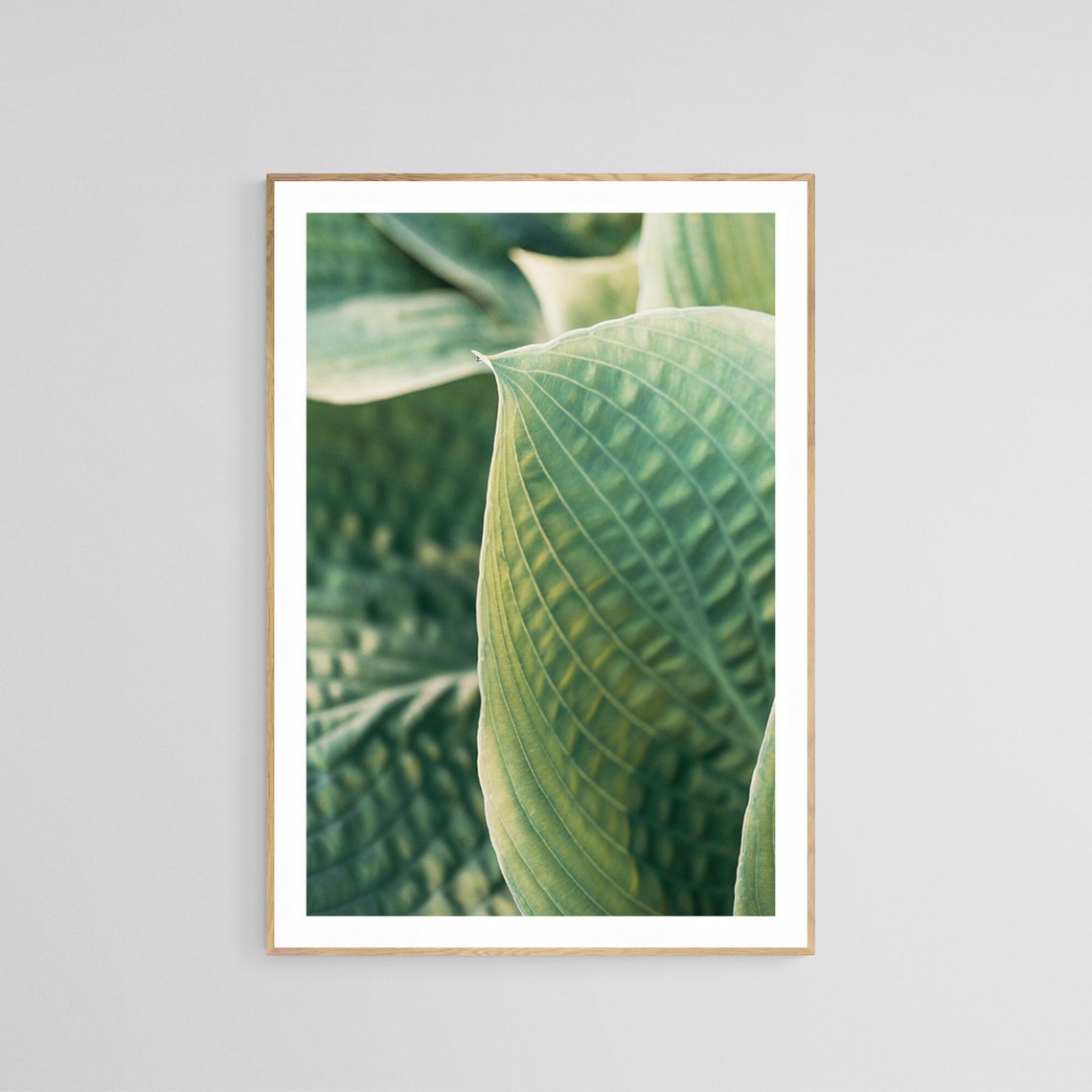 Hosta Plant Photo, Botanical Art Print