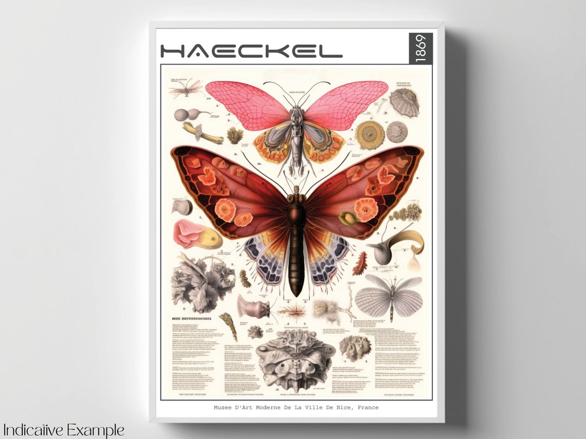 Haeckel 1869 Butterfly Moth Vintage Scientific Illustration Poster - Image 4