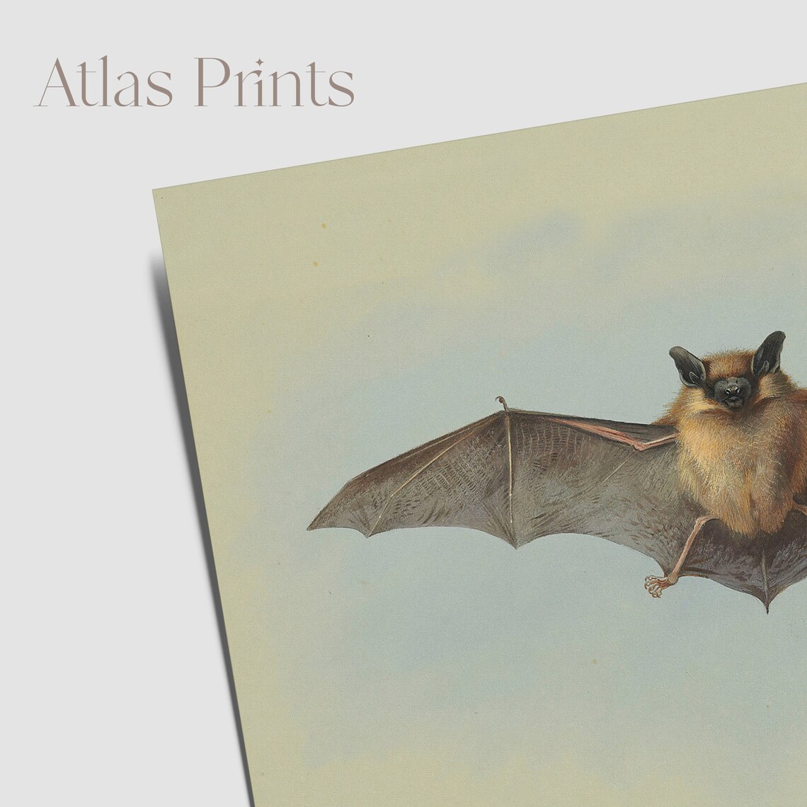 Antique Bat Painting Vintage Flying Bat Halloween Art Poster - Image 3