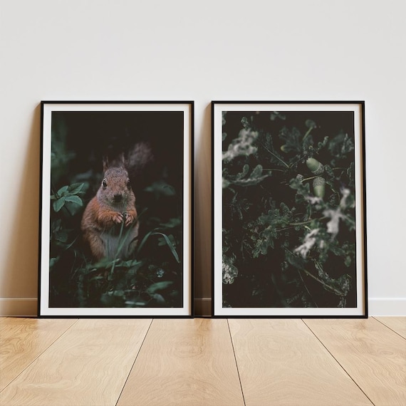Red Squirrel and Oak Acorn Dark Forest Pair Photo Set Poster