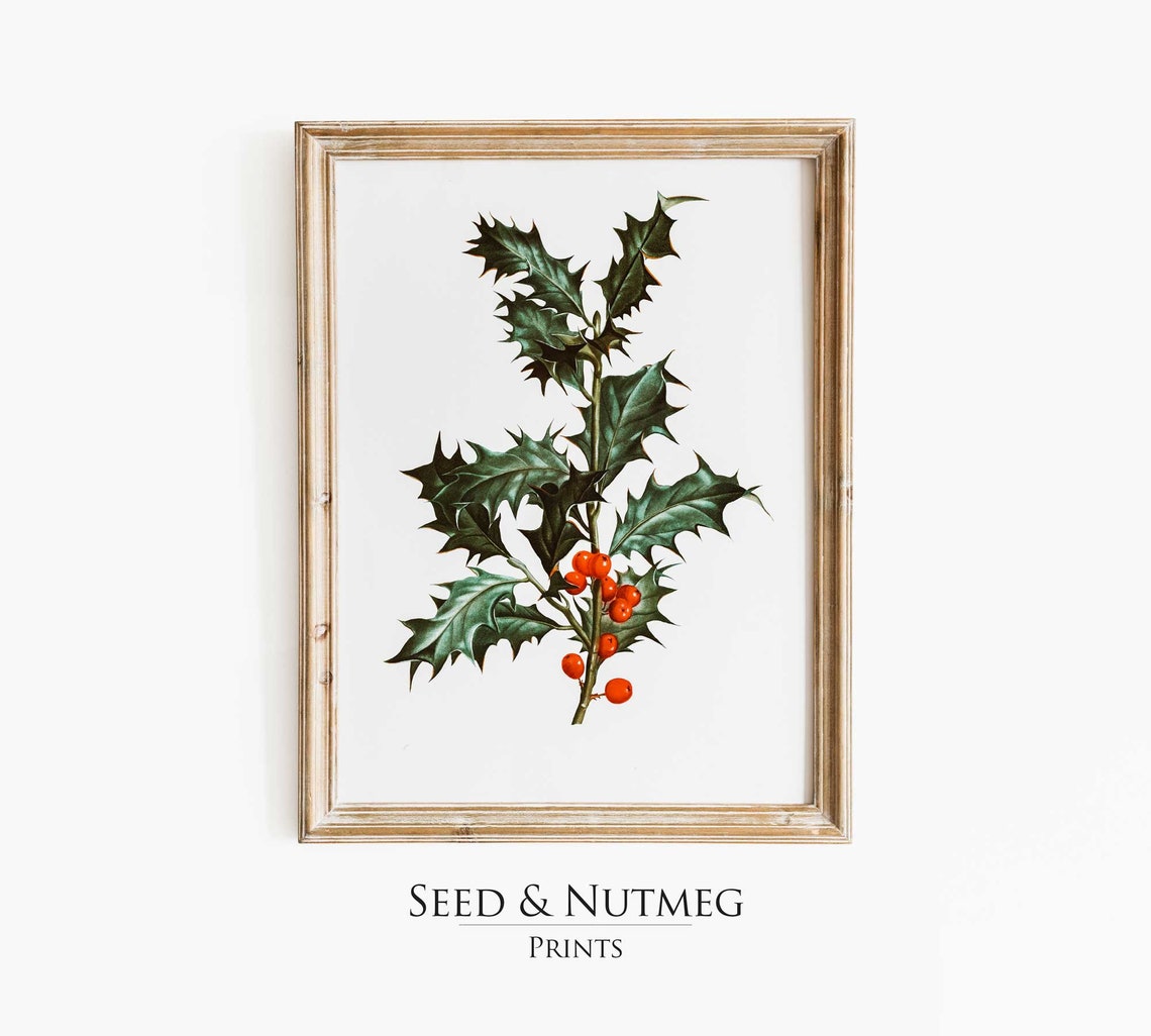 Holly Branch With Red Berries Vintage Botanical Holiday Art Print