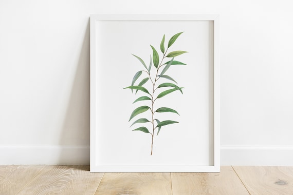 Watercolor Eucalyptus Branch Long Leaves Botanical Greenery Poster