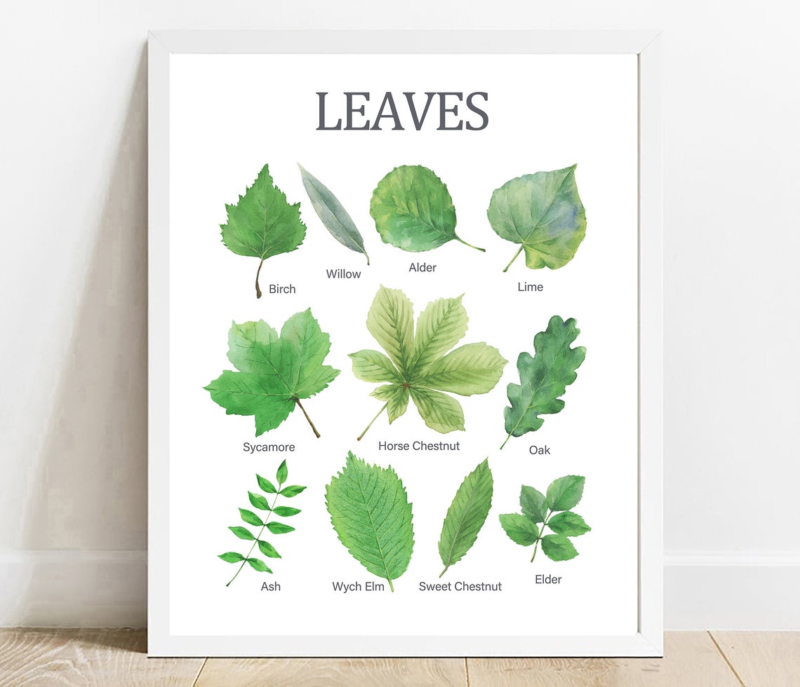 Green Leaves Identification Chart Watercolor Botanical Nature Poster