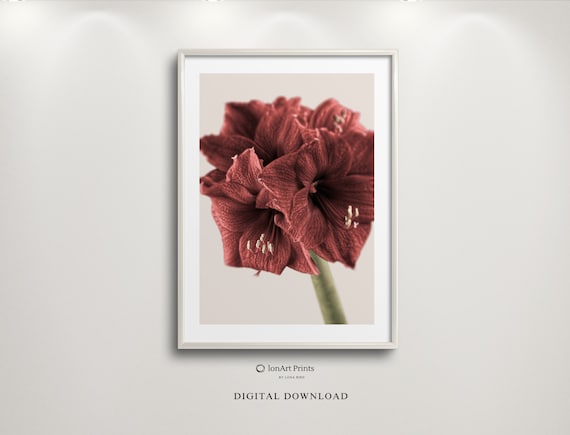 Red Amaryllis Bloom Close Up Festive Floral Photography Winter Poster