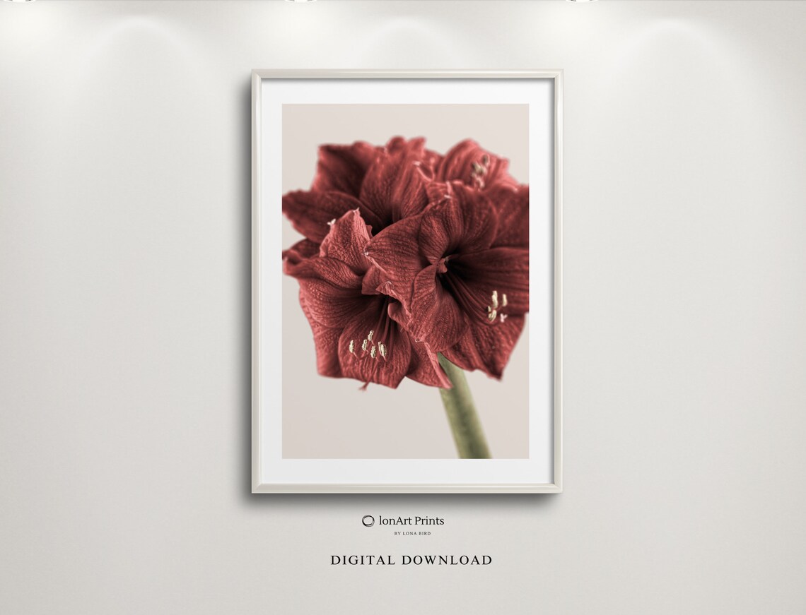 Red Amaryllis Bloom Close Up Festive Floral Photography Winter Poster