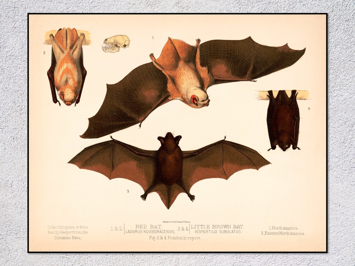 Red Bat And Little Brown Bat Vintage Natural History Art Print Poster