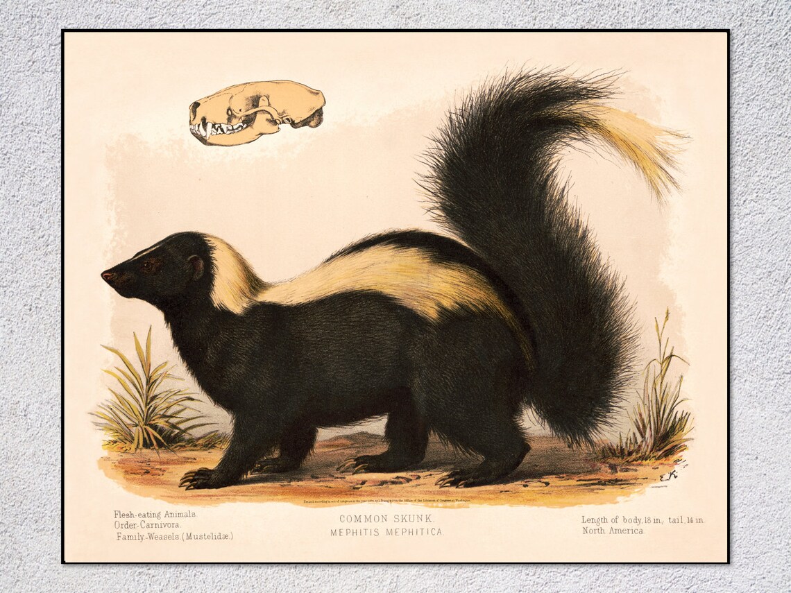 Common Skunk Vintage Scientific Illustration Art Print