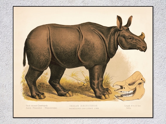 Indian Rhinoceros Vintage Natural History Wildlife Illustration Art Print