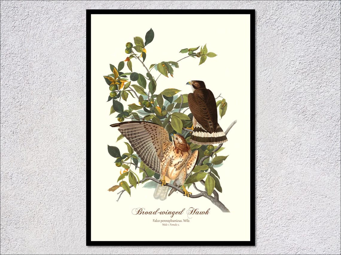 Broad-winged Hawk Audubon Vintage Raptor Illustration Falcon Art Print