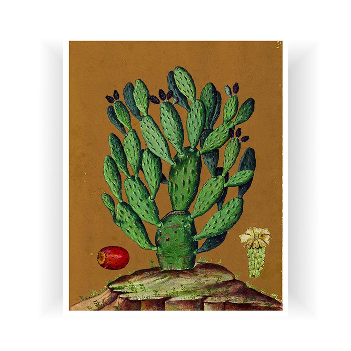 Prickly Pear Cactus Botanical Illustration Vintage Art Poster