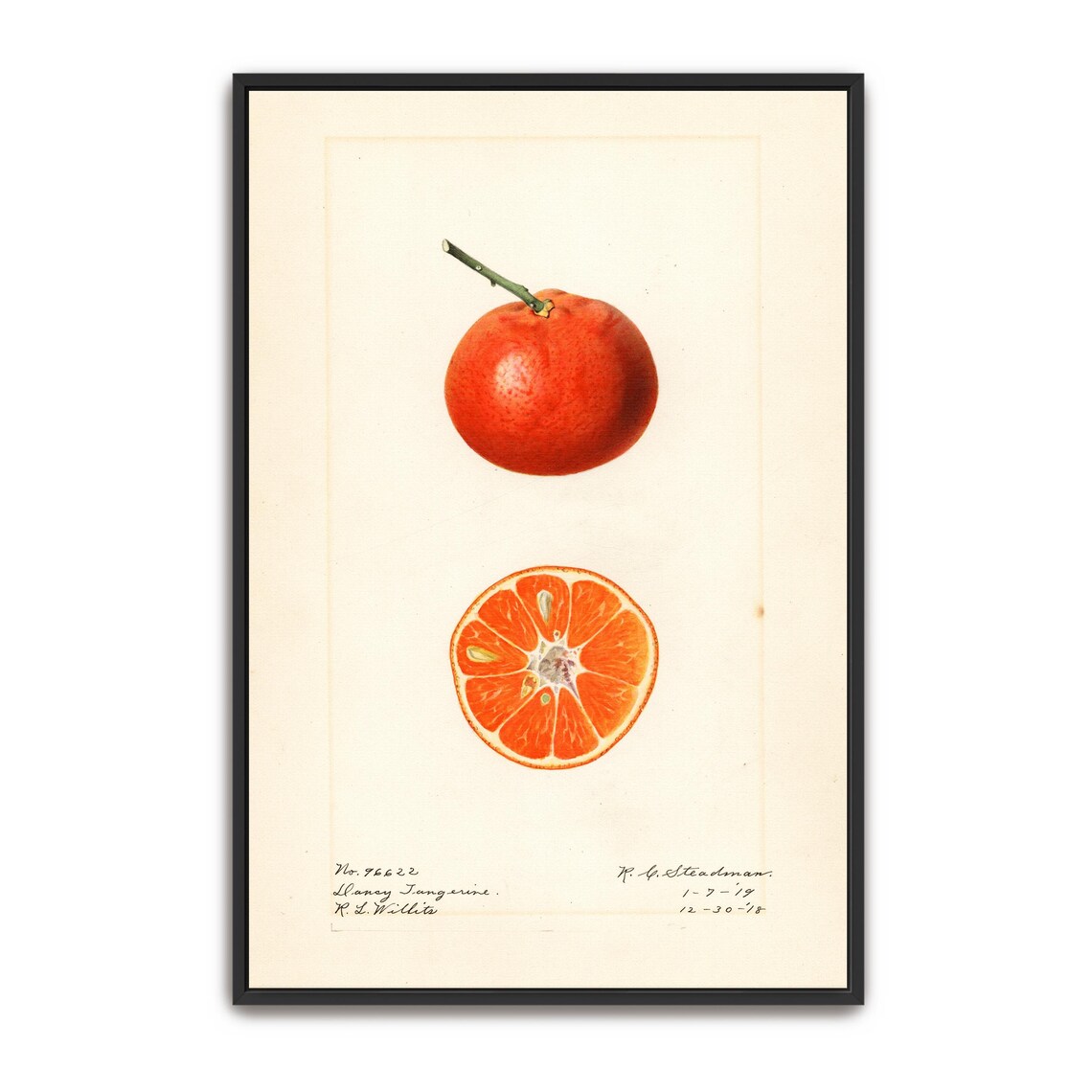 Dancy Tangerine Whole And Sliced Botanical Illustration Poster