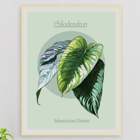 Instant Sage Green Platinum Philodendron Art Botanical Wall Decor