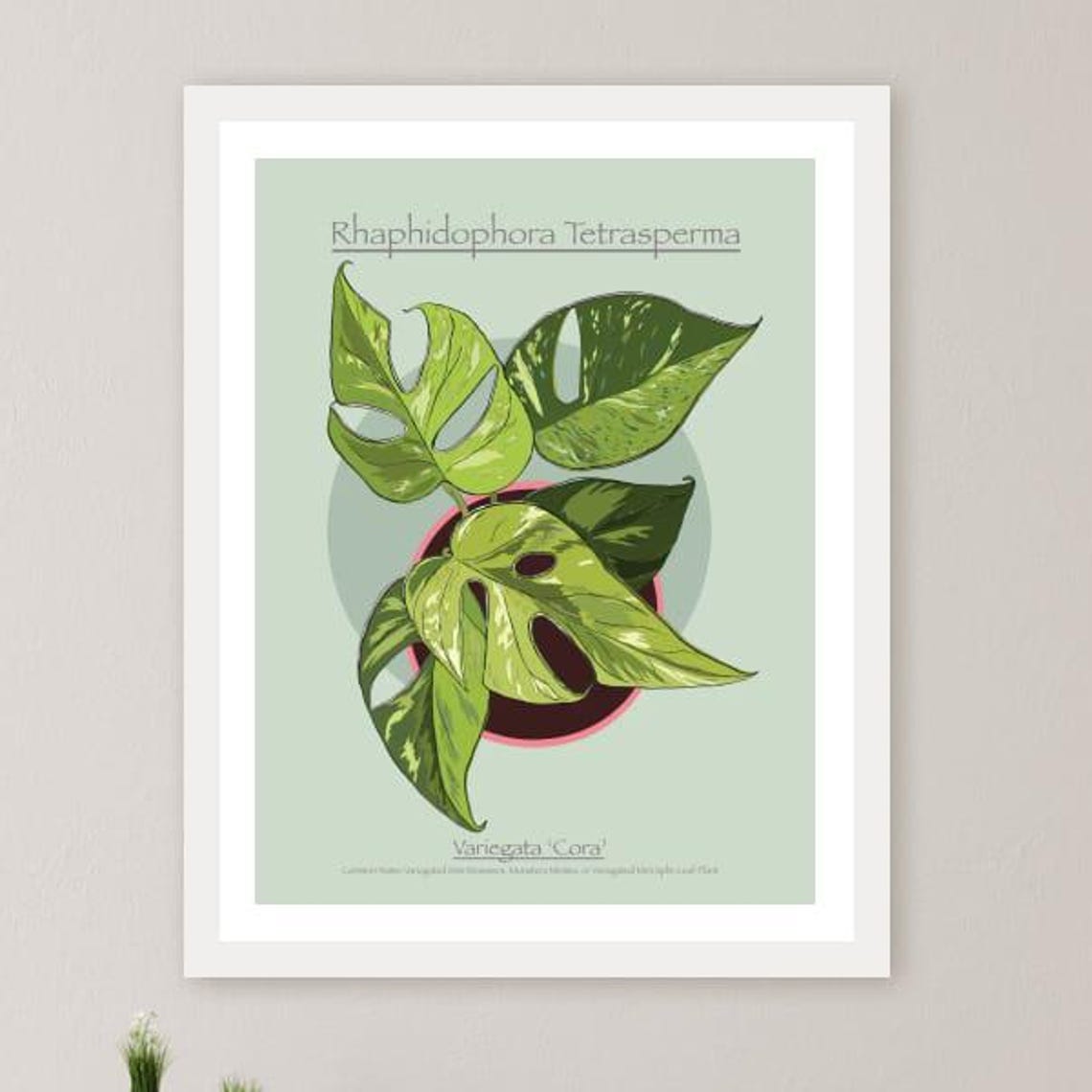 Instant Variegated Mini Monstera Art Botanical Print Plant Lover Gift